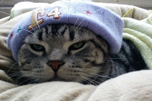 怎么给美国短毛猫接生 美国短毛猫生产接生知识