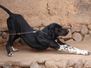 波音达猎犬耳朵怎么清洁 波音达猎犬耳朵护理流程