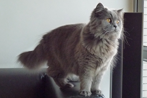 英国长毛猫刚出生小猫怎么处理
