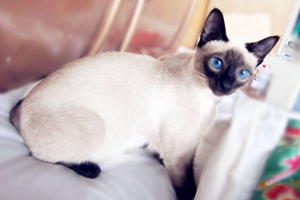 暹罗猫多大可以生小猫 暹罗猫适孕年龄