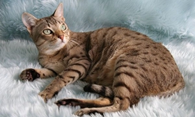 澳大利亚雾猫得了皮肤病怎么治疗