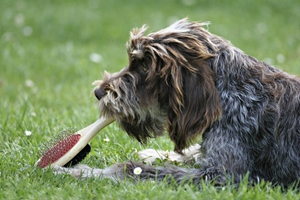 刚毛指示格里芬犬怎么喂食 刚毛指示格里芬犬喂食要点