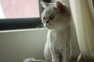 蒂凡尼猫产后怎么催奶 蒂凡尼猫催奶方法