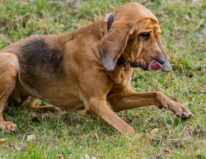 寻血猎犬耳朵怎么清洁 寻血猎犬耳朵护理方法