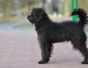 波利犬怎么养 波利犬饲养注意事项
