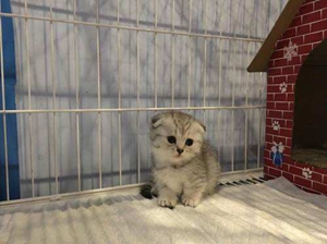 怎么确定曼基康猫是否怀孕 曼基康猫怀孕确认方法