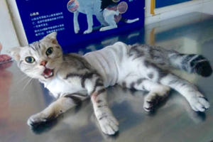 猫咪绝育后怎么照顾