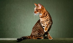 玩具虎猫难产有什么征兆 玩具虎猫难产征兆介绍