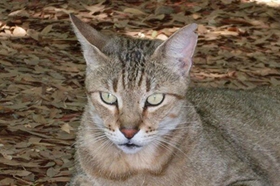 怎么给肯尼亚猫驱虫 肯尼亚猫驱虫注意事项
