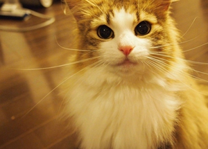 挪威森林猫初次交配要注意什么 初次交配注意事项
