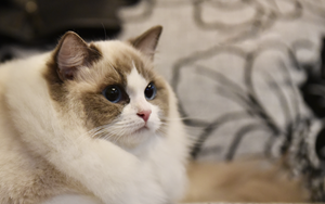 怎么给布偶猫接生 布偶猫接生知识介绍