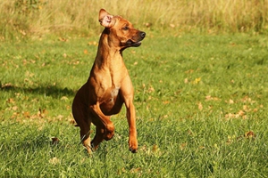 罗得西亚脊背犬吃什么狗粮 猎狮犬自制狗粮制作方法
