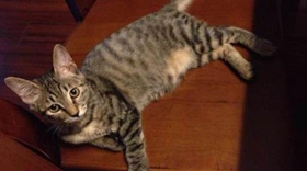 加州闪亮猫有关节病吗 加州闪亮猫关节病治疗