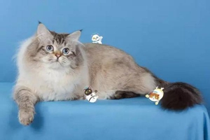 褴褛猫奶水不足怎么回事 奶水不足原因介绍