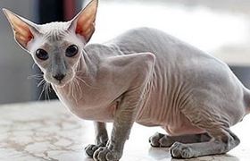 彼得秃猫营养性腹水怎么治疗 营养性腹水治疗方法