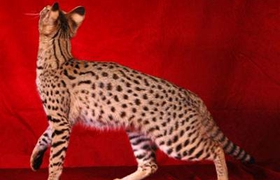 阿舍拉猫猫癣怎么治疗 阿舍拉猫猫癣症状以及治疗方法