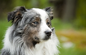 澳洲牧羊犬怎么养护 澳大利亚牧羊犬养护知识