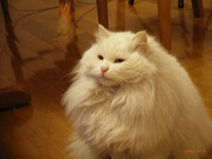 山东狮子猫怎么助产 生产过程及助产方法介绍