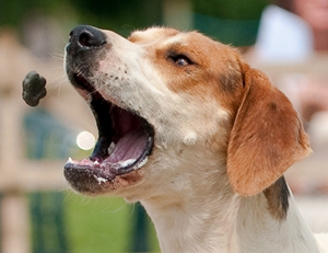 美国猎狐犬挑食怎么办 美国猎狐犬挑食纠正办法