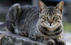 美国刚毛猫皮肤病怎么办 美国刚毛猫皮肤病治疗方法
