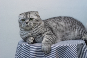苏格兰折耳猫难产会有哪些征兆 折耳猫难产征兆介绍