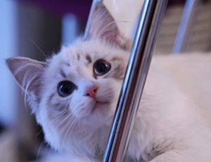 布偶猫怀孕要注意什么 布偶猫怀孕注意事项