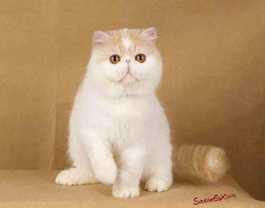 加菲猫怎么催乳 加菲猫催乳方法