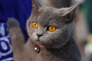 英国短毛猫怀孕是否可以吃海鱼