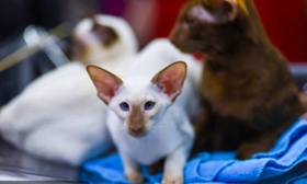 彼得秃猫牙龈出血怎么办 牙龈出血解决办法