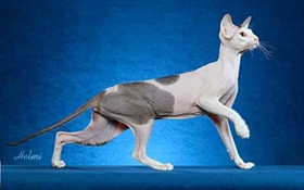 彼得秃猫中暑怎么办 彼得秃猫中暑治疗方法