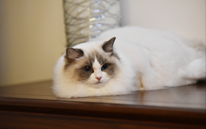 布偶猫怎么确定怀孕 布偶猫怀孕确认方法