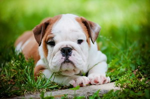 英国斗牛犬耳朵怎么清洁 英国斗牛犬耳朵护理方法