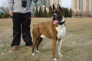 拳师犬怎么洁齿好 拳师犬牙齿清洁方法