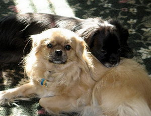 西藏猎犬怎么养 西藏猎犬饲养注意事项