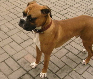 拳师犬耳朵怎么清洁 拳师犬梗耳朵护理方法