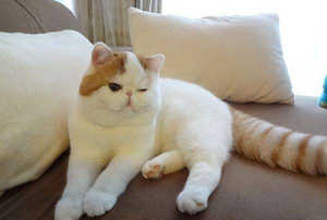 加菲猫怀孕怎么照顾 加菲猫孕期照顾教程