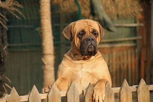 斗牛獒犬吃什么蔬菜 斗牛獒犬可食蔬菜介绍