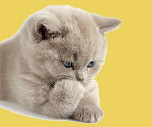 猫发情的症状有哪些