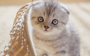 苏格兰折耳猫绝育后怎么护理 折耳猫绝育护理要点