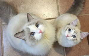 布偶猫产后如何护理 产后护理注意事项