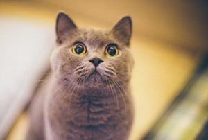 如何帮助英国短毛猫接生 英国短毛猫接生注意事项