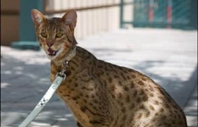 阿舍拉猫为什么会痉挛 阿舍拉猫痉挛原因
