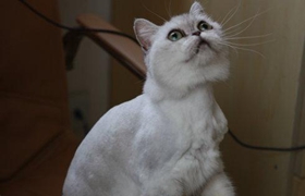 蒂凡尼猫有血尿怎么回事 蒂凡尼猫有血尿治疗