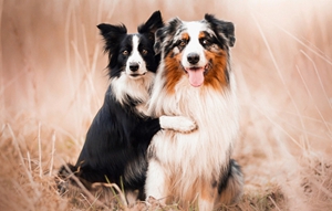 澳大利亚牧羊犬性格怎么样 澳洲牧羊犬性格特点介绍
