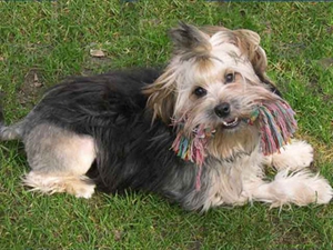 罗秦犬怎么护理 罗秦犬日常护理方法