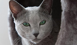 俄罗斯蓝猫怀孕怎么照顾 俄罗斯蓝猫孕期护理指南