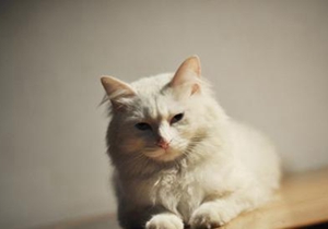 山东狮子猫绝育后怎么护理 绝育手术后护理方法