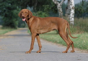 维希拉猎犬口腔怎么护理 维希拉猎犬牙齿清洁方法