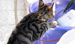 中国狸花猫产后出血怎么办 中国狸花猫产后出血解决办法