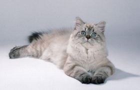 英国长毛猫有虱子怎么治疗 英国长毛猫有虱子治疗方法